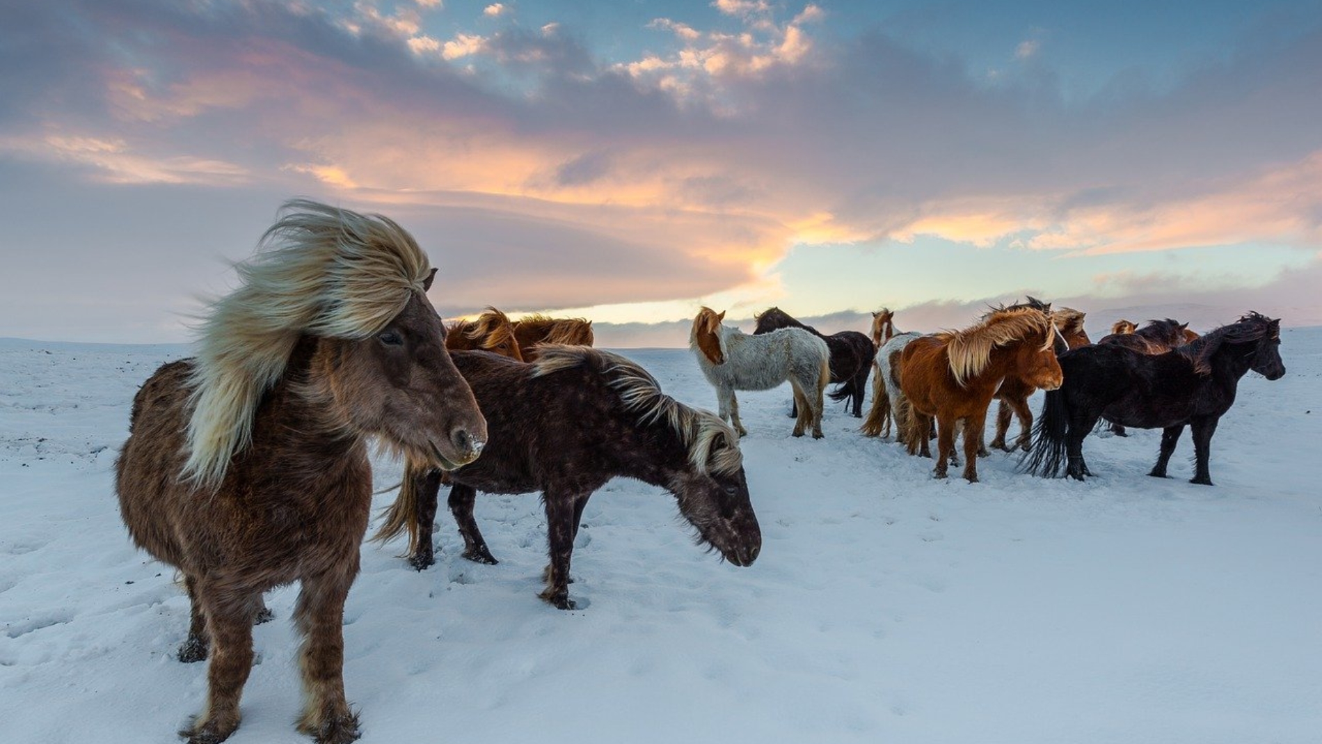 chevaux islande froid